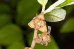 Smallflower pawpaw